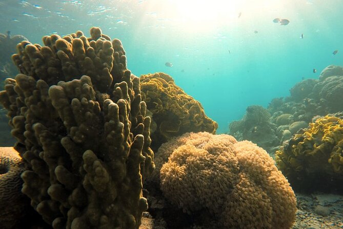 Private Scuba Diving Adventure in the Red Sea of Aqaba - Timing, weather, and cancellation