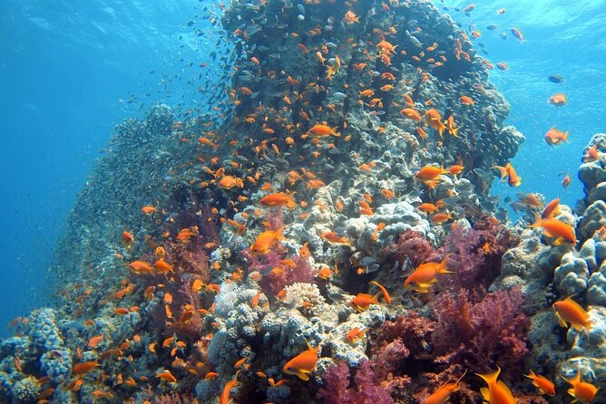 Private Scuba Diving Adventure in the Red Sea of Aqaba - How the beginner training works