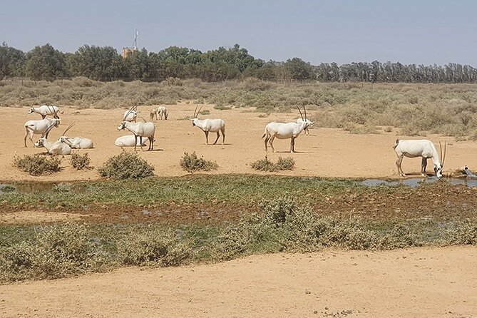 Private Tour of Desert Castles Eastern Jordan with optional Azraq Wetland Visit - Qasr Kharana in the open plain