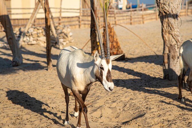 Qatar Half Day Desert Safari(Camel Rides & Sandboarding) - Why the Inland Sea makes this half-day special