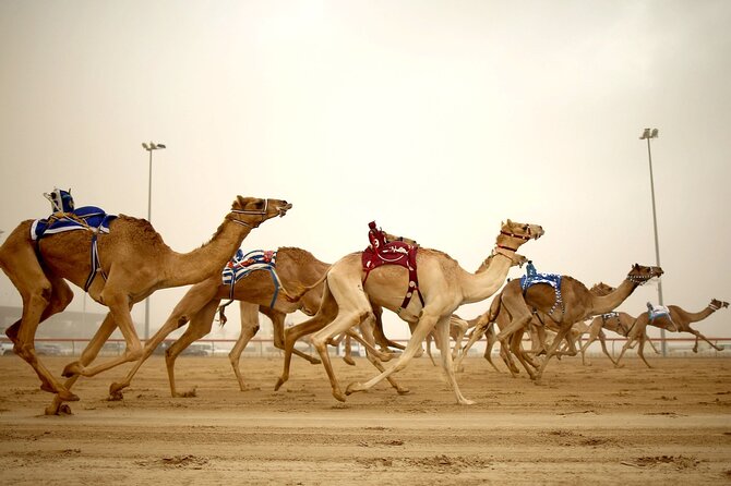 Qatar West Coast tour, Zekreet, Richard Serra Sculpture, Mushroom Rock Formation - Key points to know before booking