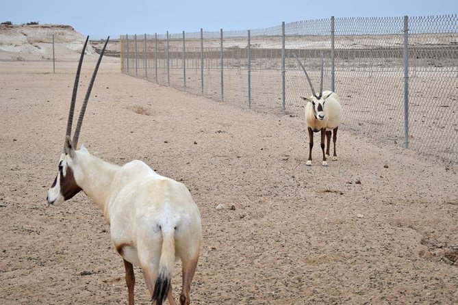 Qatar West Coast tour, Zekreet, Richard Serra Sculpture, Mushroom Rock Formation - Film City and Zekreet Fort: confirm what is included