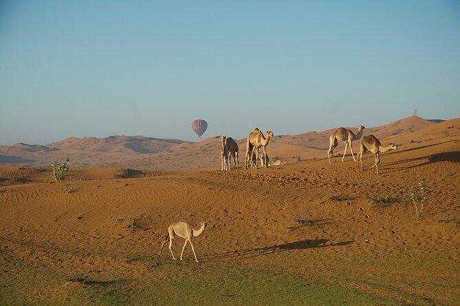 RAK Hot Air Balloon Flight - Sunrise over Ras Al Khaimah’s desert