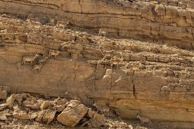 Ramon Crater Jeep Tour from Mitzpe Ramon - Leaving Mitzpe Ramon for Mt. Gvanim