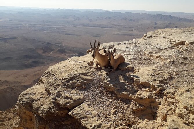 Rappelling Down the Ramon Crater Cliff - The Ramon Crater view is half the reward