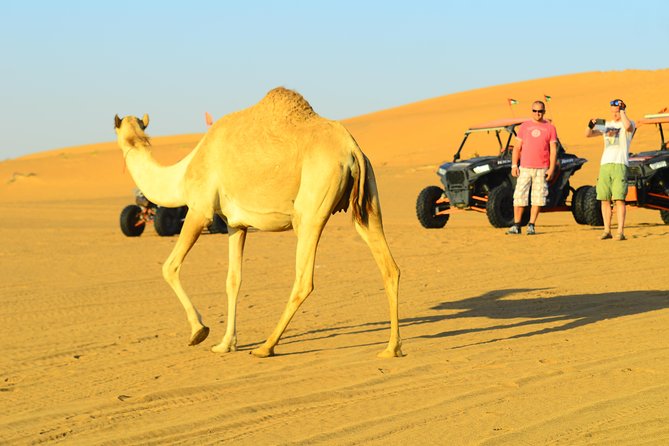 Ras Al Khaimah: Afternoon Desert Safari and BBQ Dinner - What $65 gets you, and where the value slips