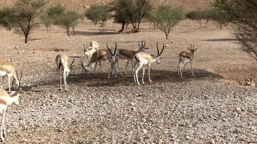 Riyadh Sunset Edge of the World & Deer Reserve 4WD Adventure - Why the Edge of the World works best at sunset