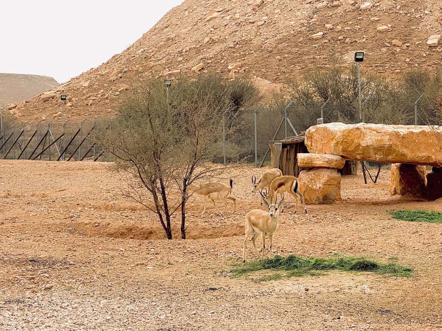 Riyadh Sunset Edge of the World & Deer Reserve 4WD Adventure - The value of $48 for six hours
