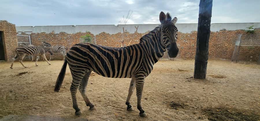 Safari World Zoo and Wahiba Sands with Sunset - A short sunset stop with big visual rewards