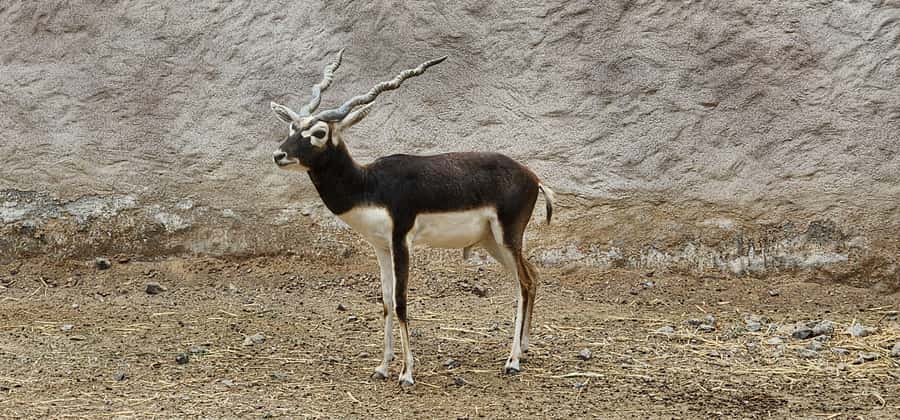 Safari World Zoo and Wahiba Sands with Sunset - Dinner at Sama al Wasil Camp or a similar desert camp