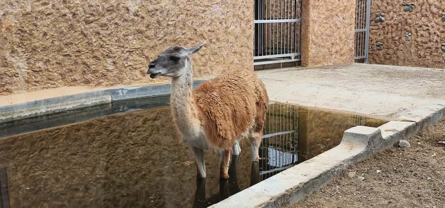 Safari World Zoo and Wahiba Sands with Sunset - Who will enjoy this day most?