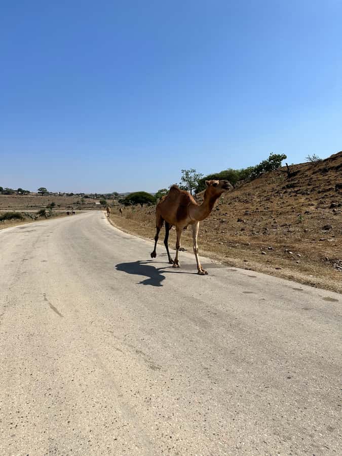 Salalah: Half-Day Guided Tour to Wadi Darbat & Mount Samhan - Guides add the local context