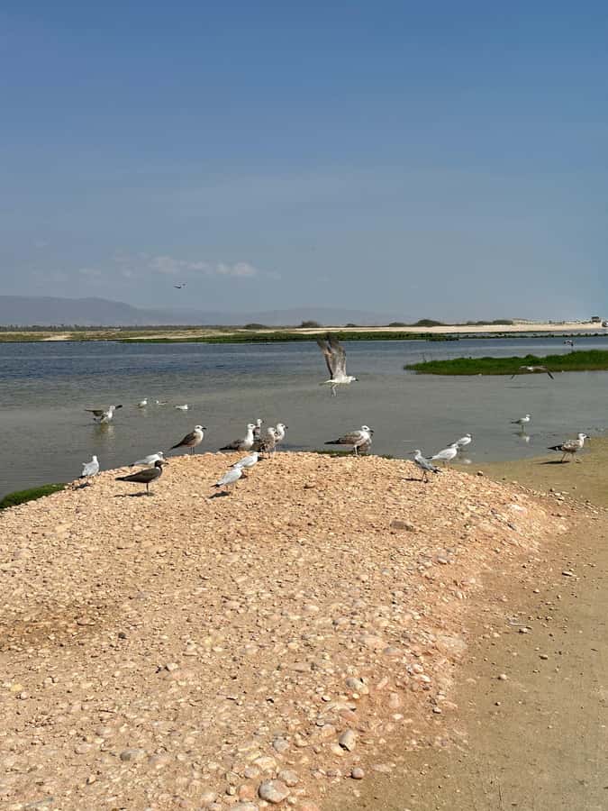 Salalah: Half-Day Guided Tour to Wadi Darbat & Mount Samhan - What to bring and what to expect