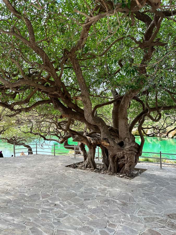 Salalah: Wadi Derbat, Jabal Samhan, & Sinkhole Private Tour - Wadi Derbat, where rain changes everything