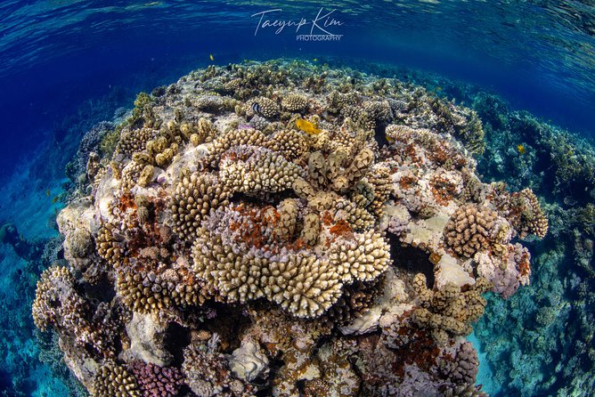 Scuba Diving for Certified Divers - Why Aqaba’s underwater sights are worth your morning
