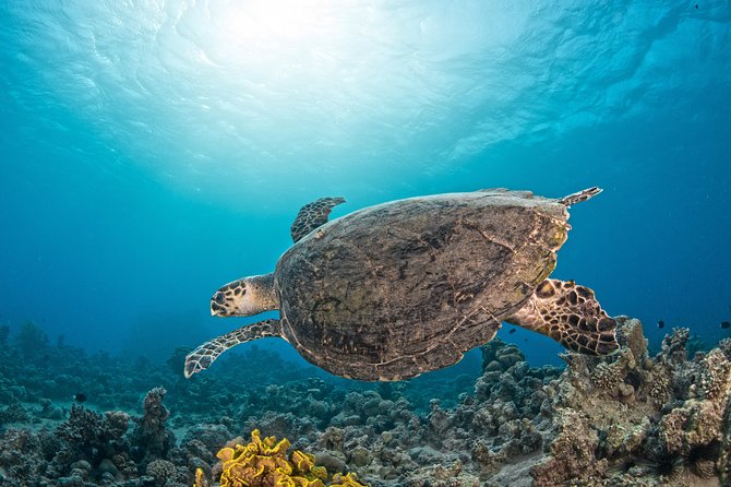 Scuba Diving for Certified Divers - What the $128.21 price really covers
