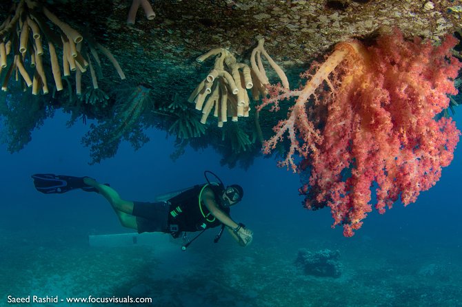 Scuba Diving for Certified Divers - A 7:30 am start keeps the schedule focused