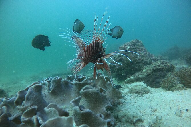 Snorkeling at Dimaniyat Islands and Dolphin Watching - Is $87 a fair price?