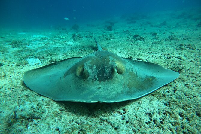 Snorkeling at Dimaniyat Islands and Dolphin Watching - Who will enjoy this boat trip most?