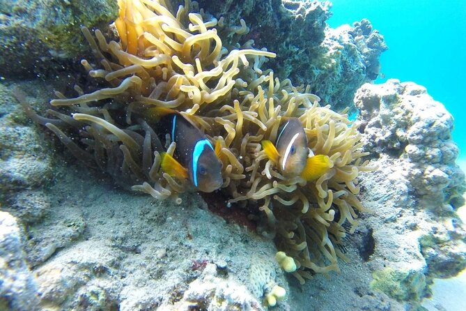 Snorkeling Trip with pick up ( beach) - Why a private group can be worth $35