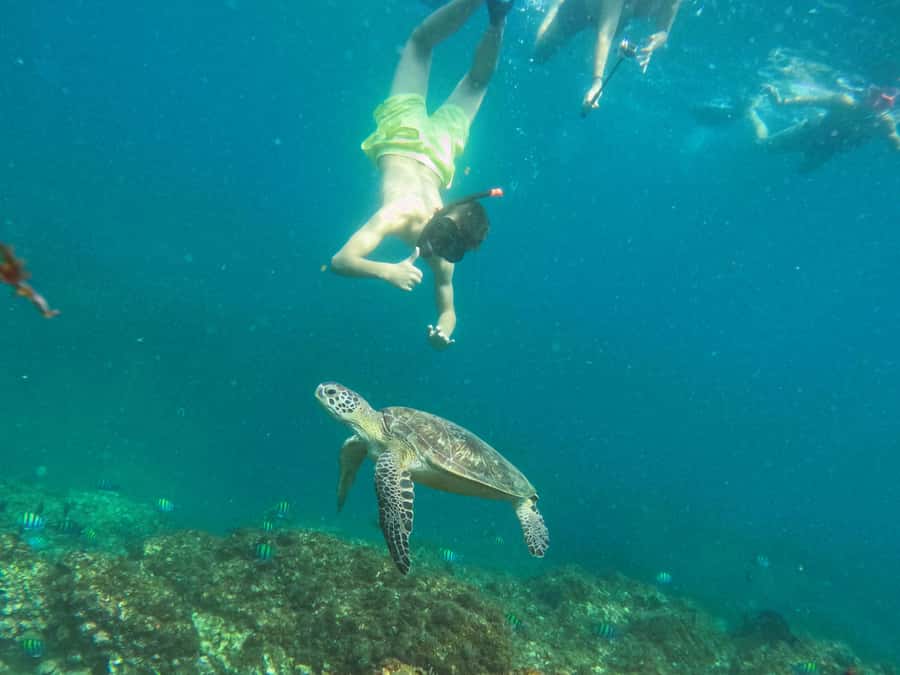 Snorkeling with turtles in Fujairah with BBQ lunch - Is $95 a fair price?