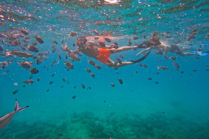 Snorkeling with turtles in Fujairah with BBQ lunch - Sharm Rocks and the value of a second site