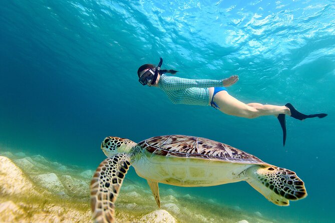 Snorkeling with turtles in Fujairah with BBQ lunch - Snoopy Island: your first 90 minutes in the water