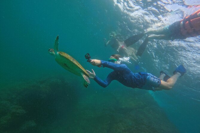 Snorkeling with turtles in Fujairah with Transfer & BBQ lunch - Snorkeling with turtles and reef fish
