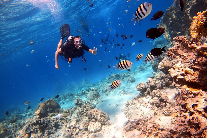 Take advantage of a half-day boat dive experience in Red sea of Aqaba. - Coral, fish, and a chance to see a wreck
