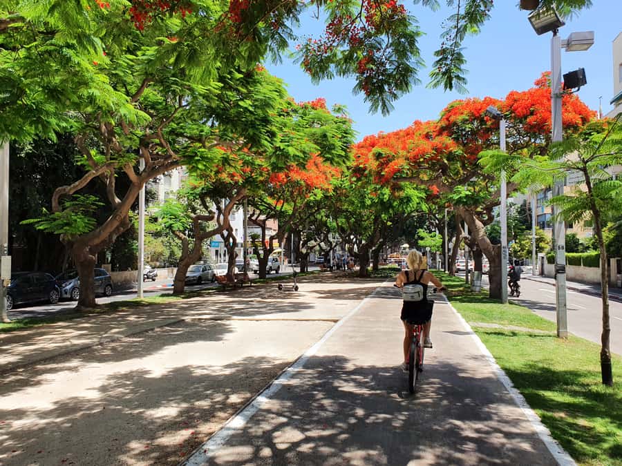 Tel Aviv 3-Hour Easy Bike Tour - Who should book this ride?