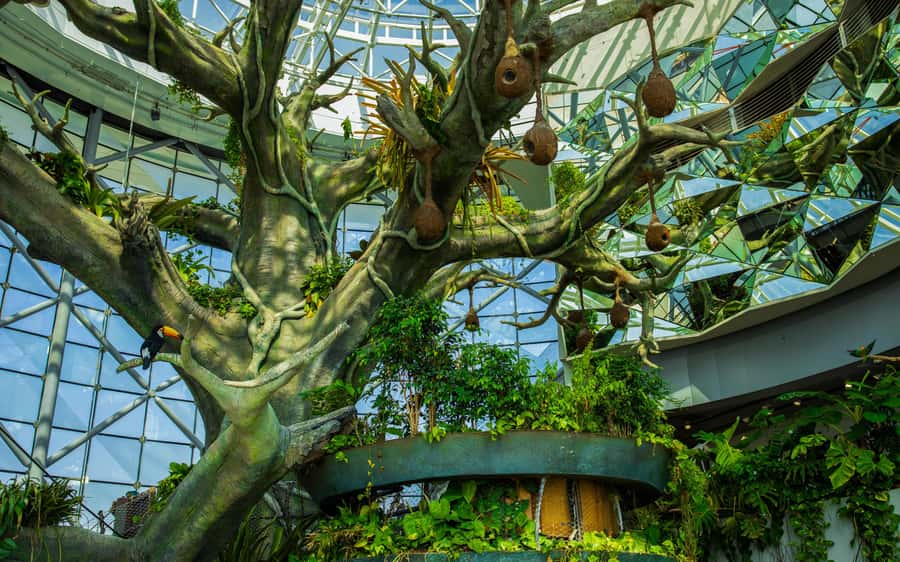 The Green Planet - Dubai's Unique Indoor Rainforest - A rainforest inside City Walk