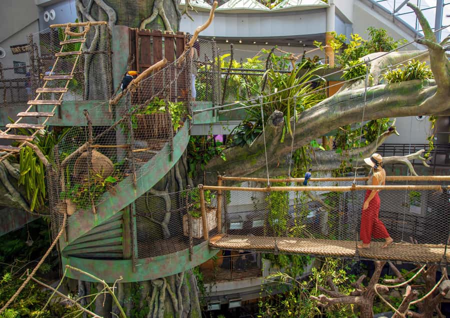 The Green Planet - Dubai's Unique Indoor Rainforest - Following the four-level route from canopy to forest floor