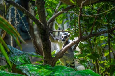 The Green Planet – Dubai’s Unique Indoor Rainforest