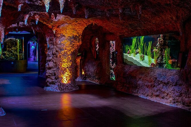 The National Aquarium Abu Dhabi Admission Tickets - What you can expect during the two-hour visit