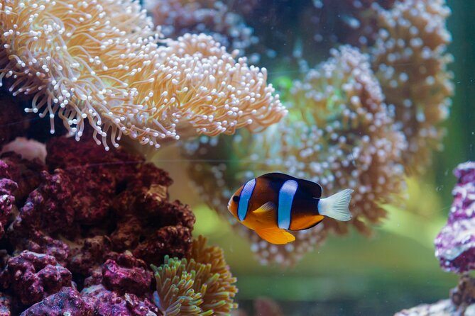The National Aquarium Abu Dhabi Admission Tickets - The best time to fit it into your day