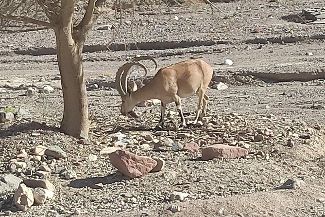 Timna park Jeep tour adventure - Bedouin tea adds a welcome pause