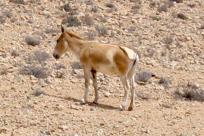 Two hour guided jeep tour in to and around the Ramon crater - Why a Private Vehicle Changes the Experience