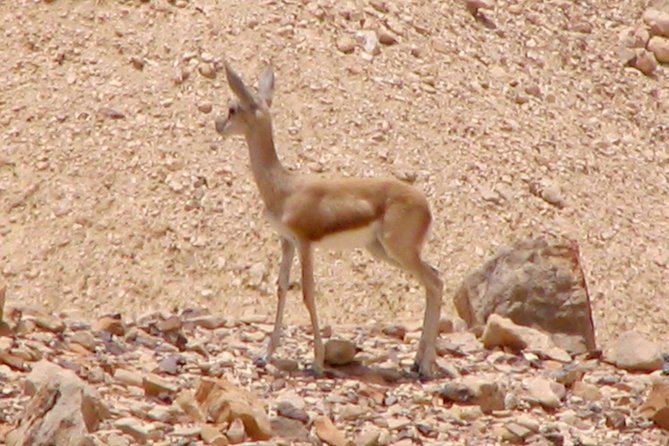 Two hour guided jeep tour in to and around the Ramon crater - FAQ