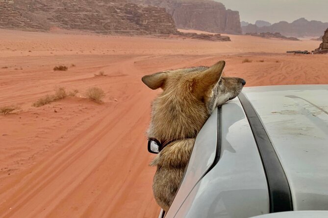 Wadi Rum Cave Camping with Jeep Tour - Stop 4: Sdad Attag viewpoint