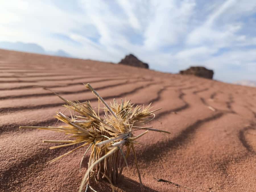 Wadi Rum: Morning or Sunset Jeep Tour - What the $46 price really covers