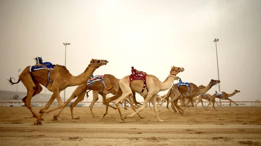 West Qatar tour to Richard Sierra sculpture,Umbrella Rock - Zekreet’s limestone formations and Umbrella Rock