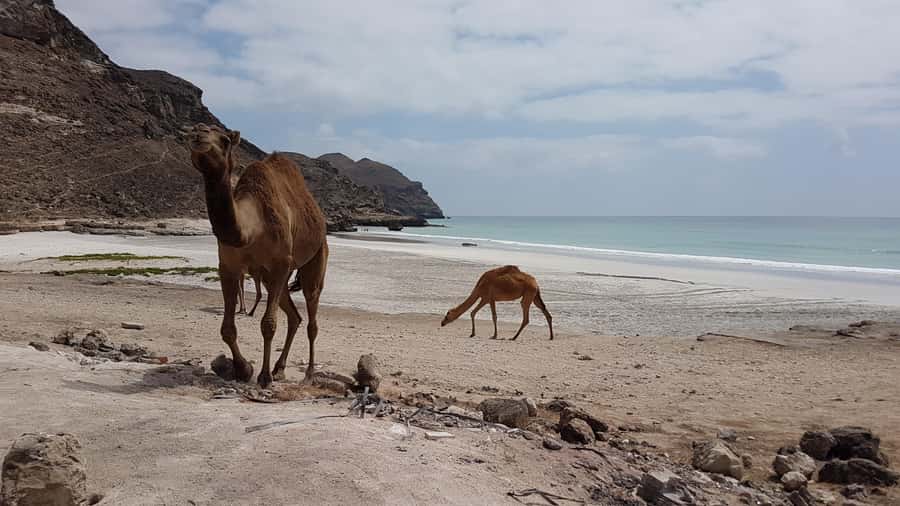 West Salalah: Caribbean of the Orient Fazayah Beaches & City - Guides, group size, and the feel of the day