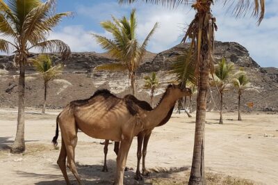 West Salalah Tour – Caribbean of Orient – Fazayah Beach with City